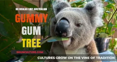 Koalas and Gum Trees: A Match Made in Australia