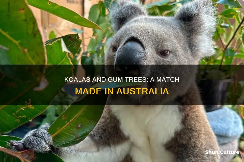 do koalas like australian gummy gum tree