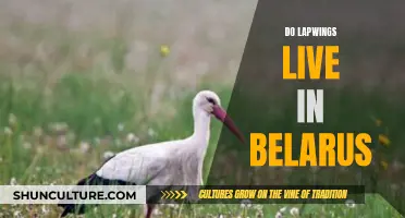 Lapwings in Belarus: Where Do They Live?