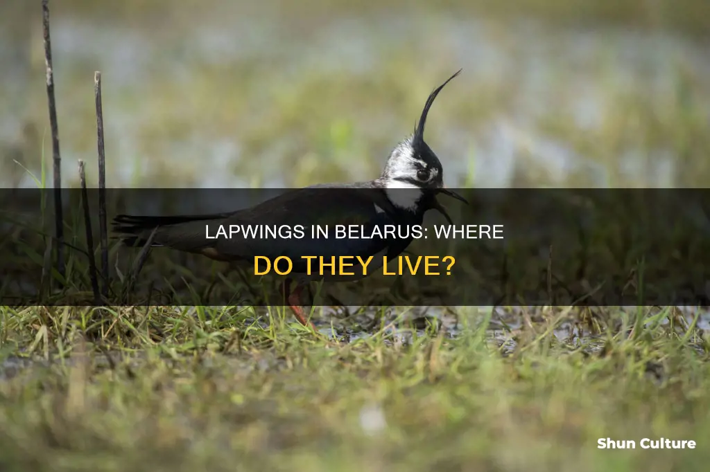 do lapwings live in belarus