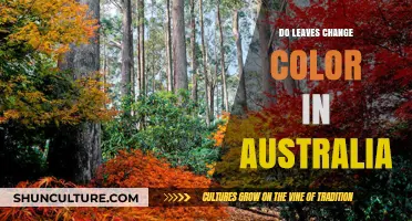 Leaves in Australia: Color Change or Not?