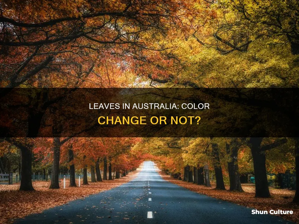 do leaves change color in australia