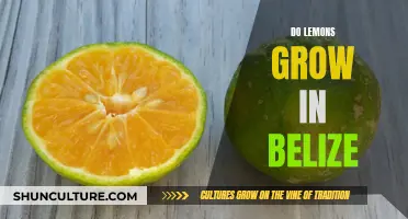 Grow Lemons in Belize? Exploring the Possibility