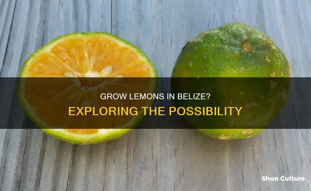 do lemons grow in belize