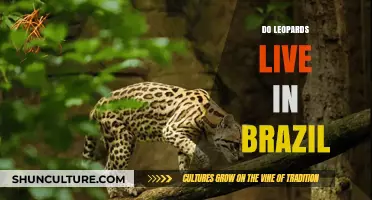 Leopards in Brazil: Unraveling the Mystery of Their Presence