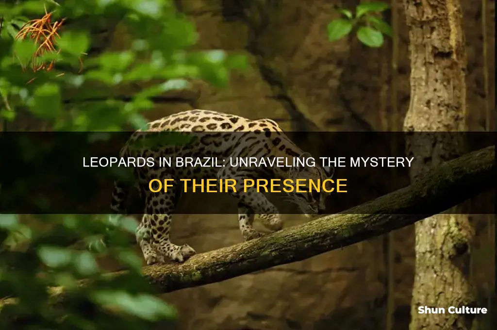 do leopards live in brazil