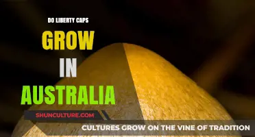 Liberty Caps: Australia's Psilocybe Journey
