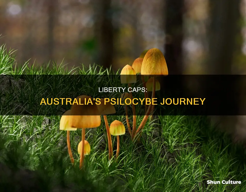 do liberty caps grow in australia