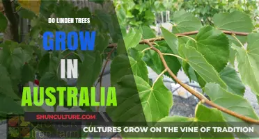 Linden Trees in Australia: Can They Grow?