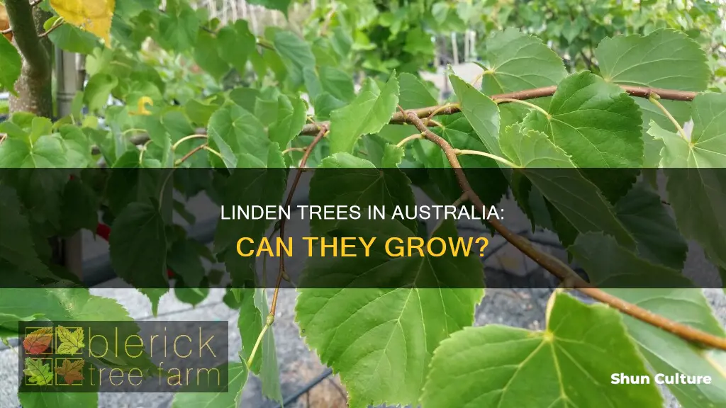 do linden trees grow in australia
