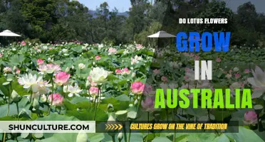 Lotus Flowers: Can They Grow in Australia?