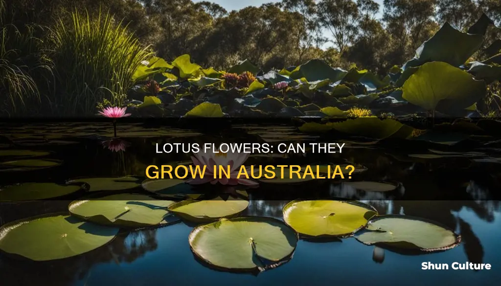 do lotus flowers grow in australia