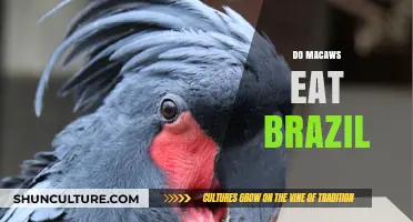 Macaws and Brazil Nuts: Unraveling Their Dietary Relationship
