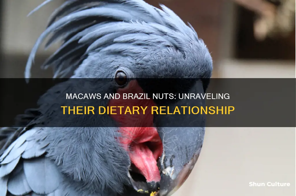 do macaws eat brazil