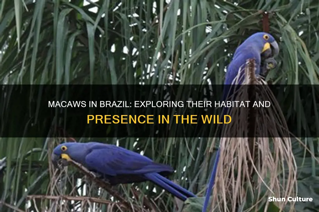 do macaws live in brazil