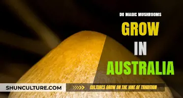 Magic Mushrooms in Australia: Where to Find Them?