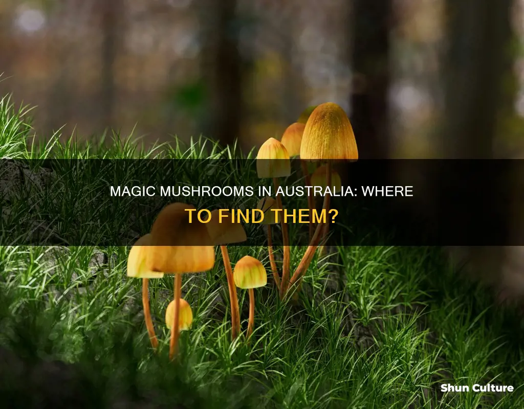 do magic mushrooms grow in australia