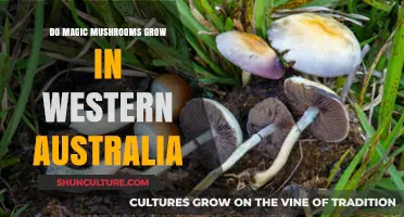 Magic Mushrooms in Western Australia: Where to Find Them?