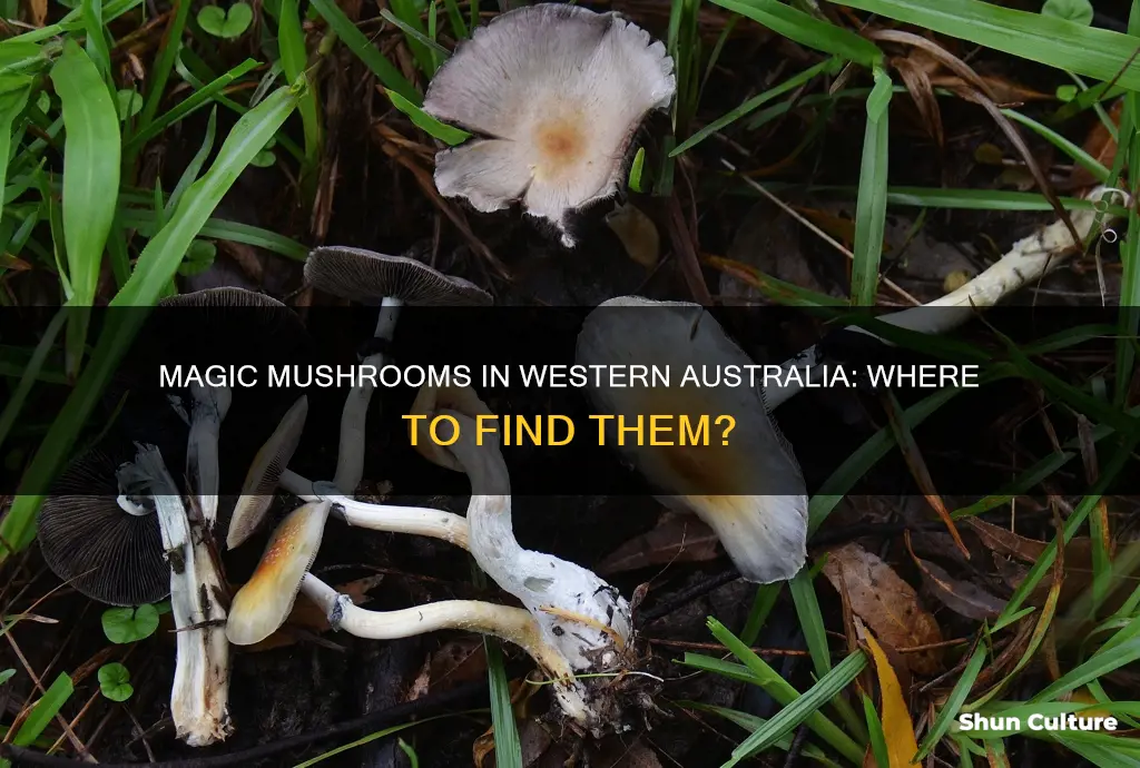 do magic mushrooms grow in western australia