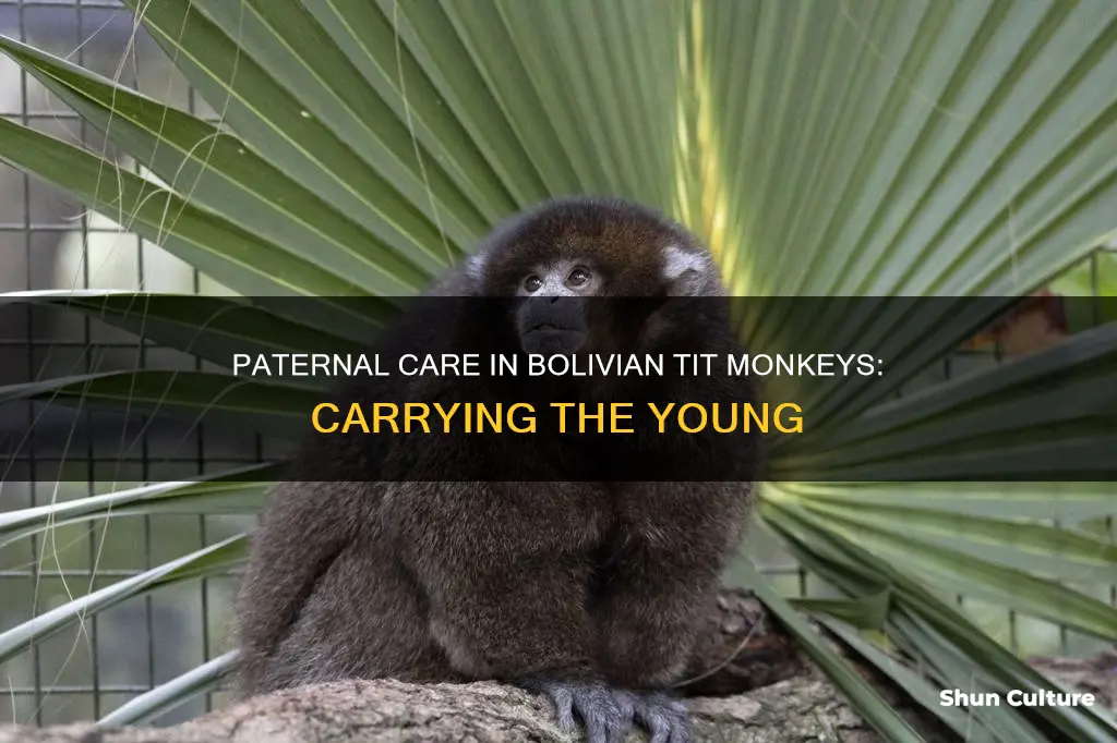 do male bolivian tit monkeys carry the infants