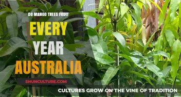 Do Mango Trees Fruit Annually in Australia? A Comprehensive Guide