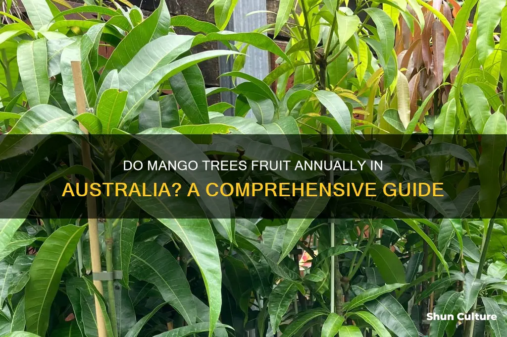 do mango trees fruit every year australia