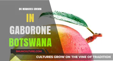 Exploring Mango Cultivation in Gaborone, Botswana: Possibilities and Challenges