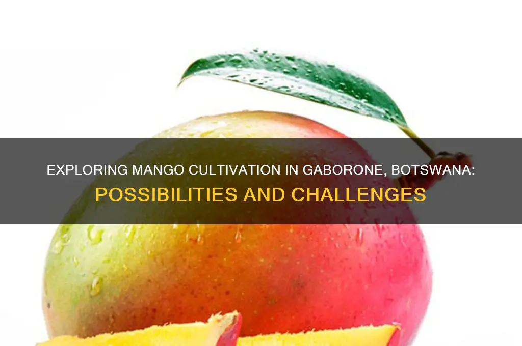 do mangoes grown in gaborone botswana