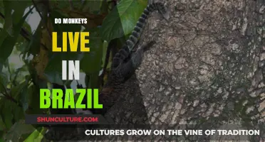 Exploring Brazil's Monkey Habitats: Where Do These Primates Live?