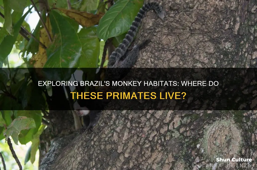 do monkeys live in brazil