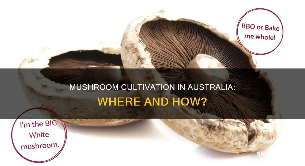 do mushrooms grow in australia