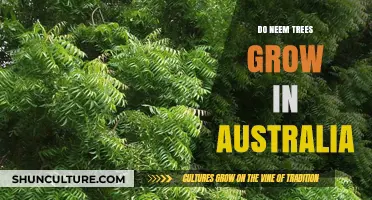 Neem Trees: Can They Grow in Australia?