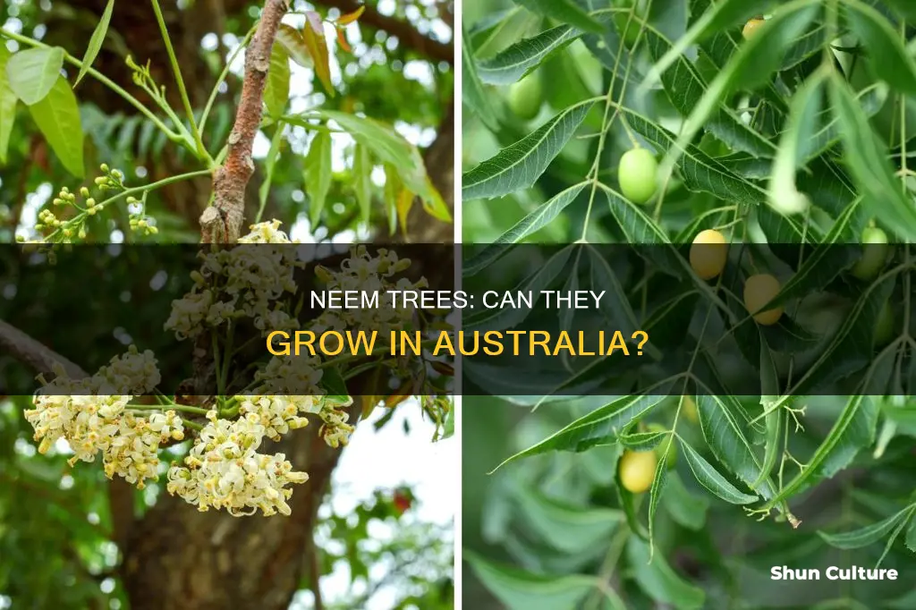 do neem trees grow in australia