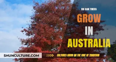 Oak Trees in Australia: Where They Grow