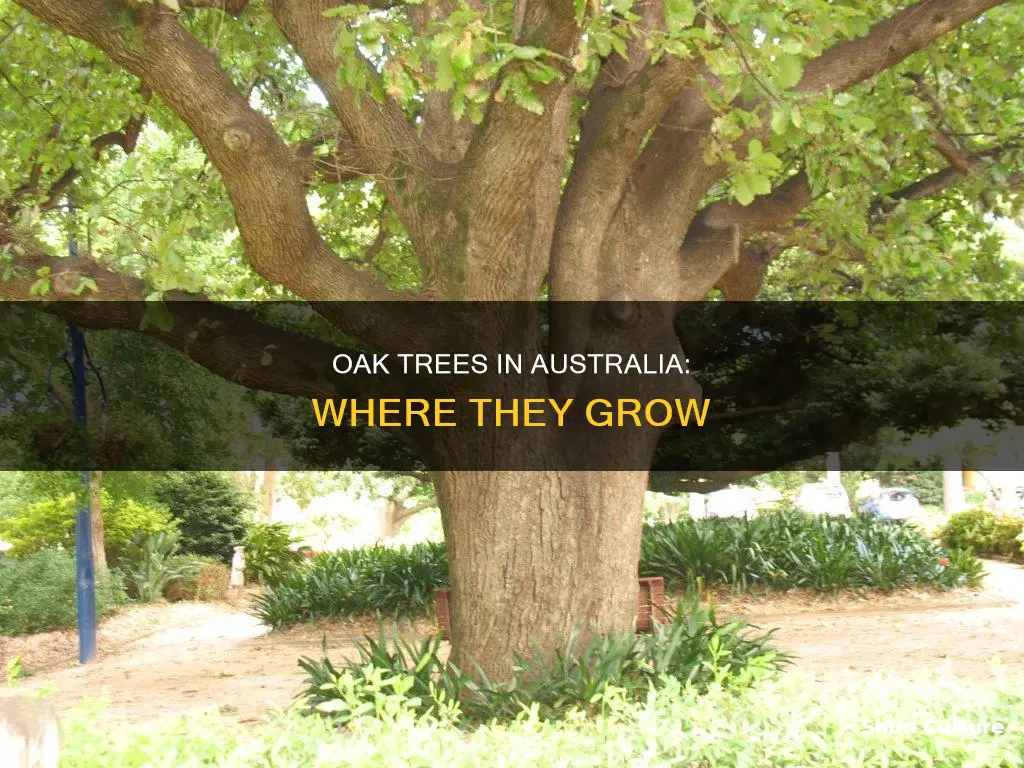 do oak trees grow in australia