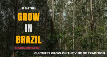 Oak Trees in Brazil: Exploring Their Presence and Growth Patterns