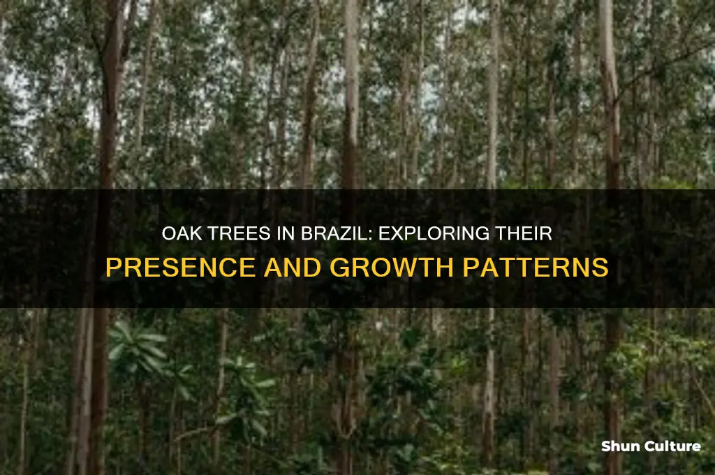 do oak trees grow in brazil