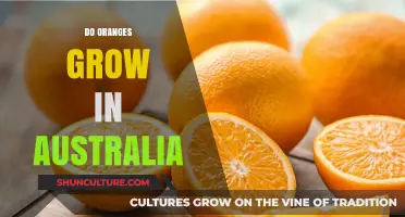 Oranges in Australia: A Thriving Industry