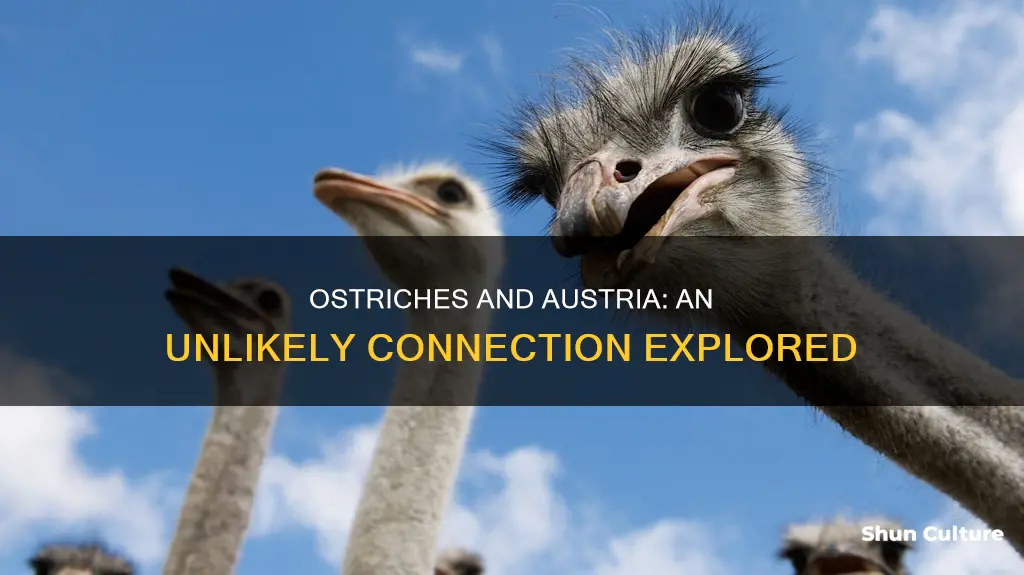 do ostriches come from austria