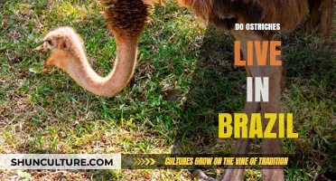 Ostriches in Brazil: Unraveling the Myth of Their Habitat