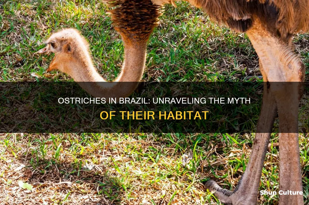do ostriches live in brazil