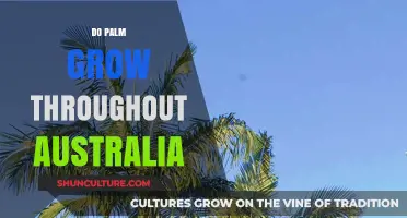 Palm Trees: Australia's Tropical Paradise