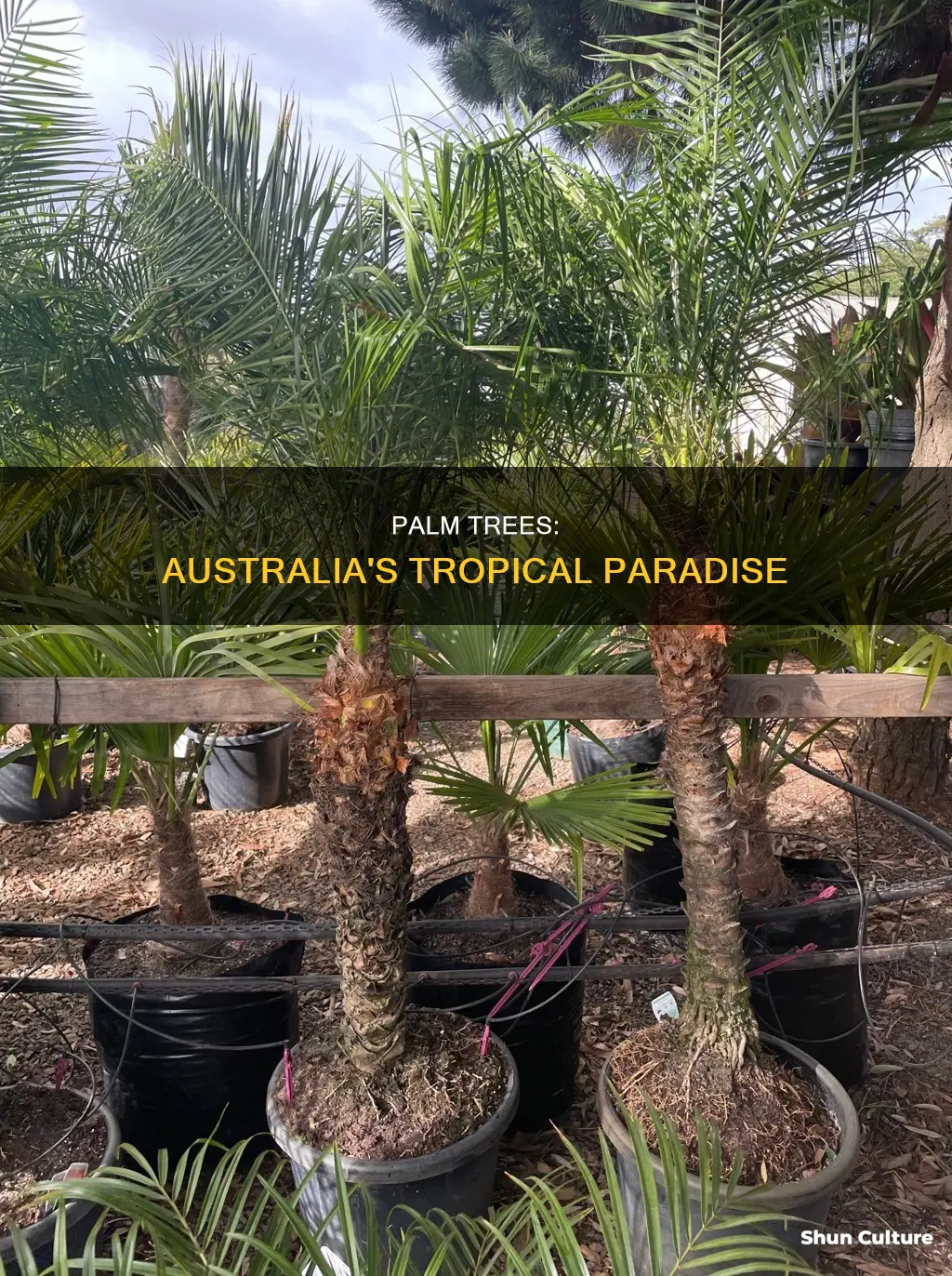 do palm grow throughout australia