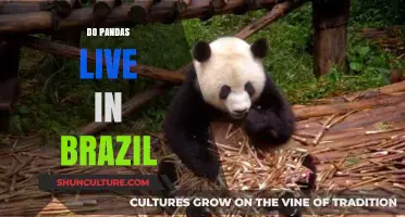 Do Pandas Live in Brazil? Exploring Their Natural Habitat