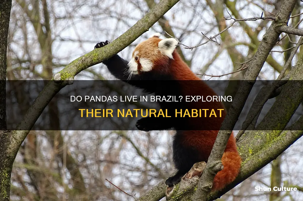 do pandas live in brazil