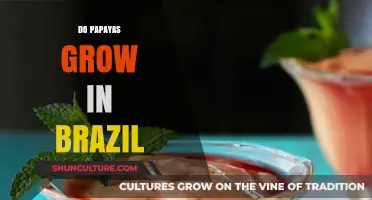 Exploring Papaya Cultivation: Do Papayas Thrive in Brazil's Climate?