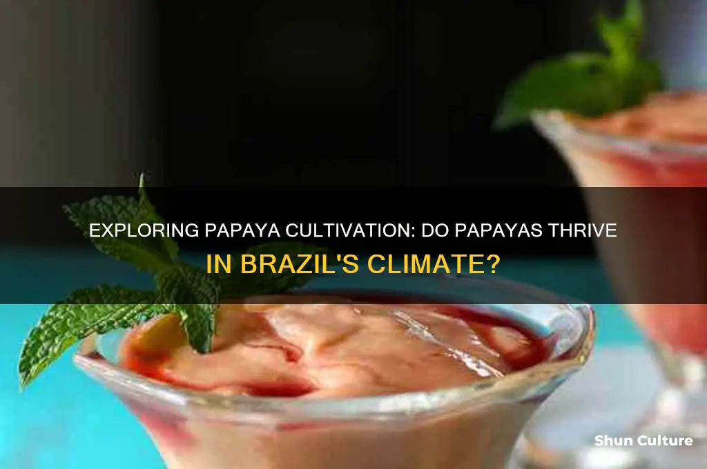 do papayas grow in brazil