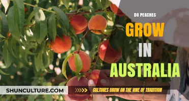 Peach Cultivation in Australia: Is It Possible?