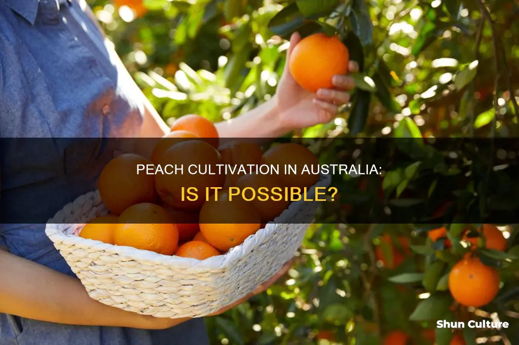 do peaches grow in australia