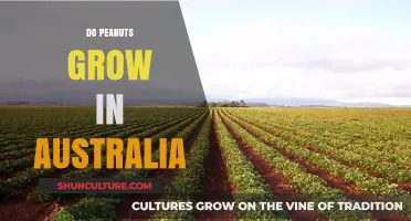 Peanut Cultivation in Australia: Is It Possible?